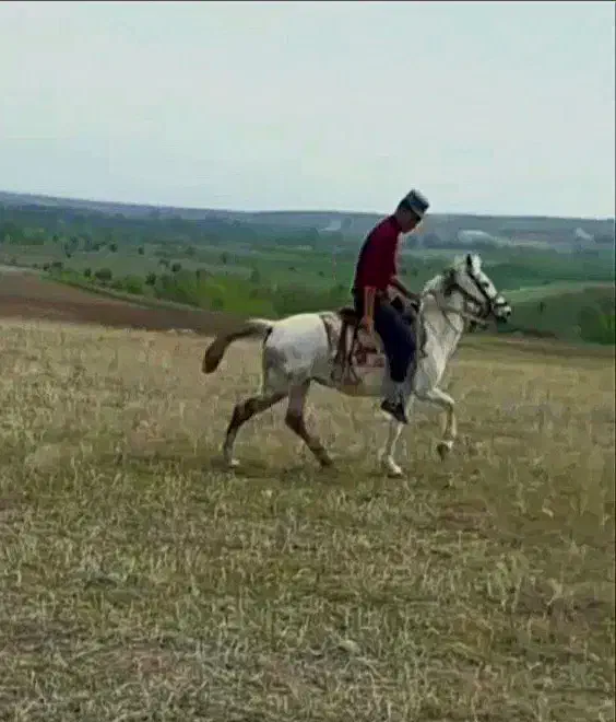 فروش اسب|اسب و تجهیزات اسب‌سواری|اردبیل, |دیوار