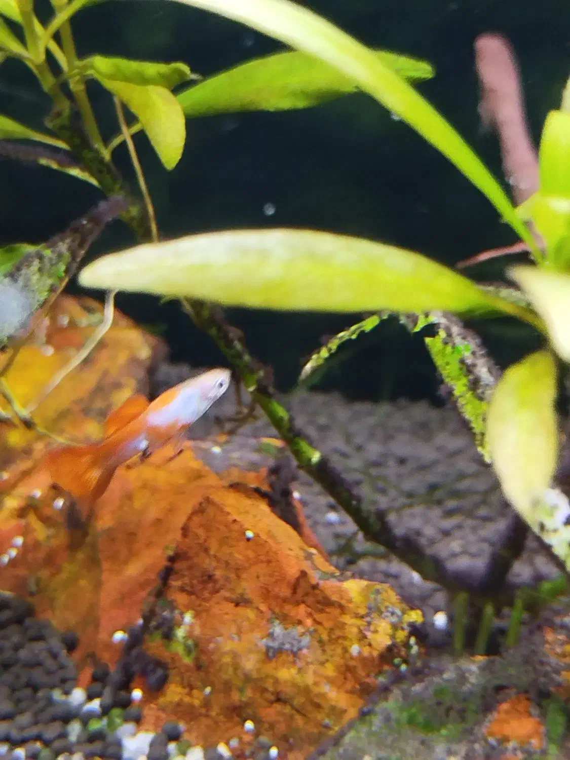 ماهی گوپی|ماهی|زرقان, |دیوار