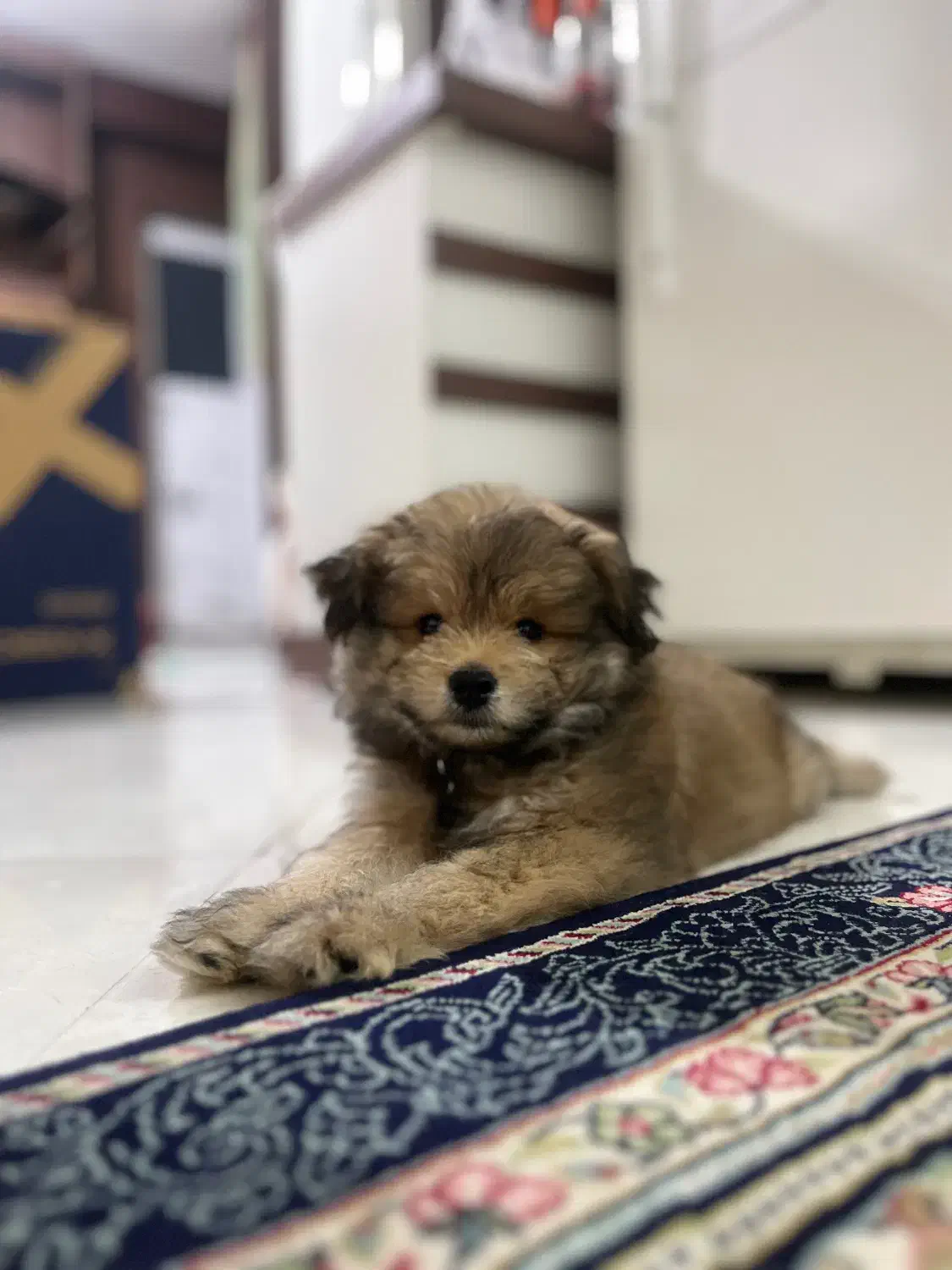 واگذاری سگ|سگ|مشهد, گوهرشاد|دیوار