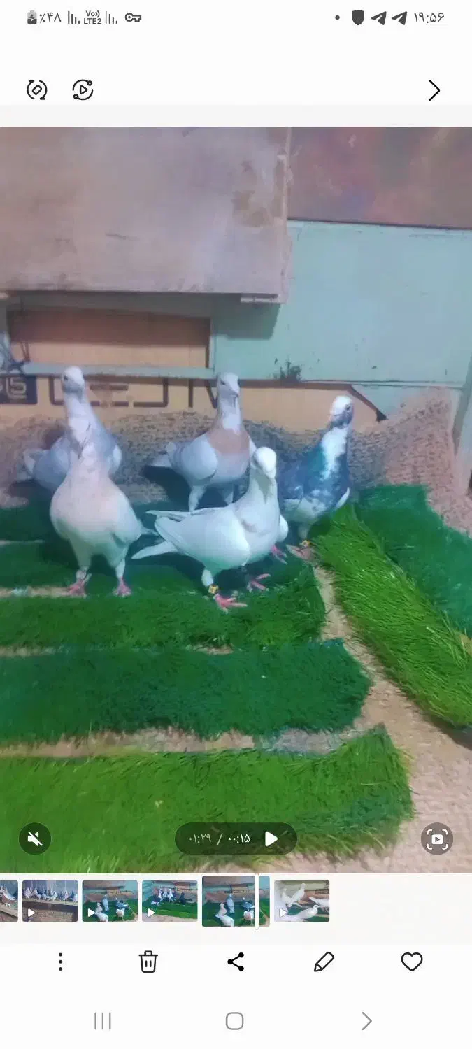 کفتر دورگ|پرنده|مشهد, طرق|دیوار