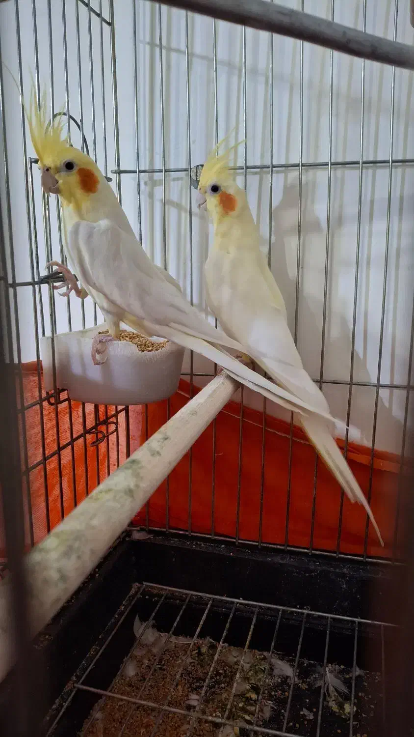 پول لازم هستم|پرنده|ایرانشهر, |دیوار