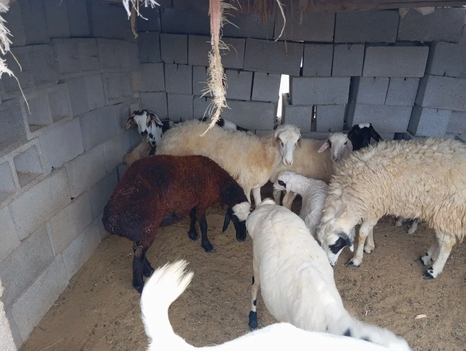 تعدادی بز بره. کهره. با بهترین قیمت|حیوانات مزرعه|فین, |دیوار