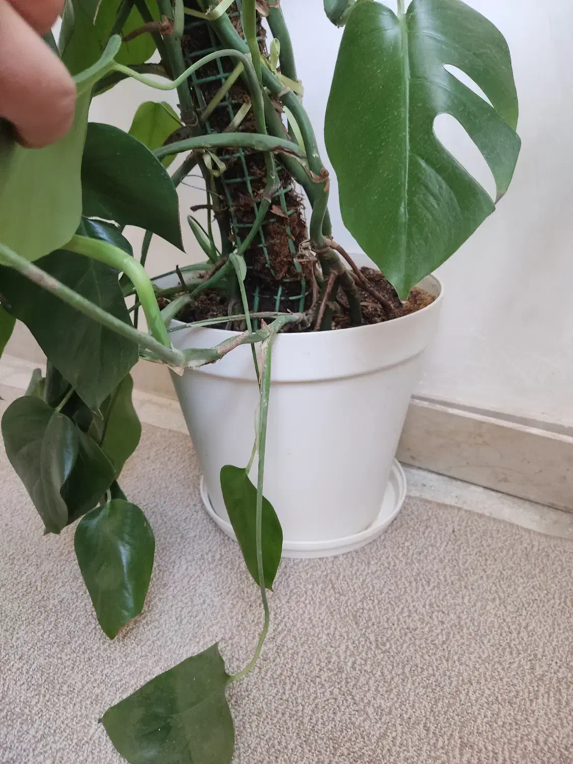 برگ انجیری|گل و گیاه طبیعی|قم, پردیسان|دیوار