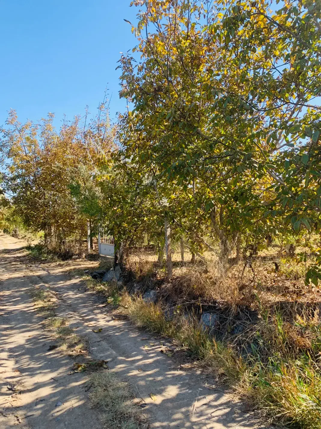 باغ ویلائی نوشین شهر ابتدای روستای رحیم آباد|فروش خانه و ویلا|نوشین شهر, |دیوار