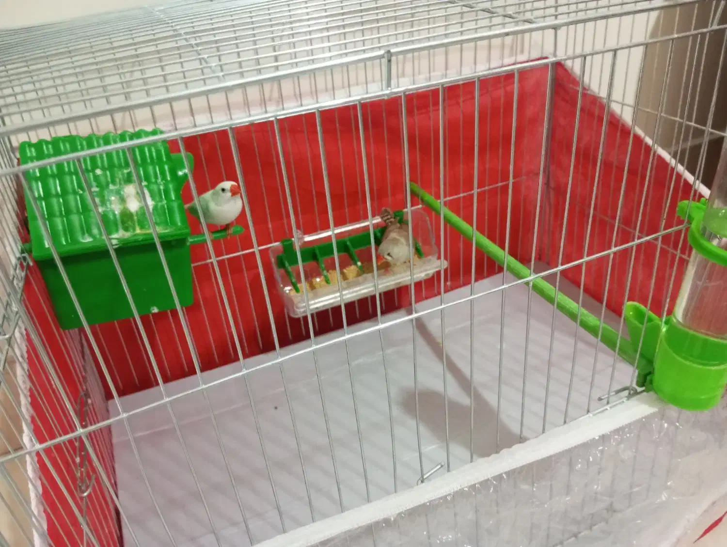 یک جفت فنچ نر و ماده به همراه قفس|پرنده|تهران, حافظیه|دیوار