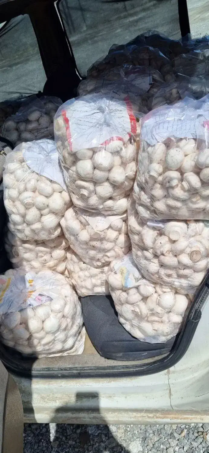 پخش قارچ|خوردنی و آشامیدنی|تربت جام, جامرود|دیوار