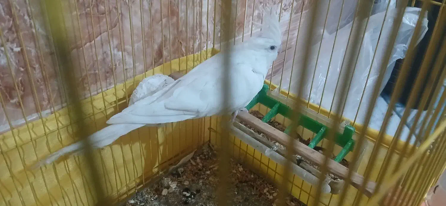 عروس هلندی|پرنده|ایرانشهر, |دیوار