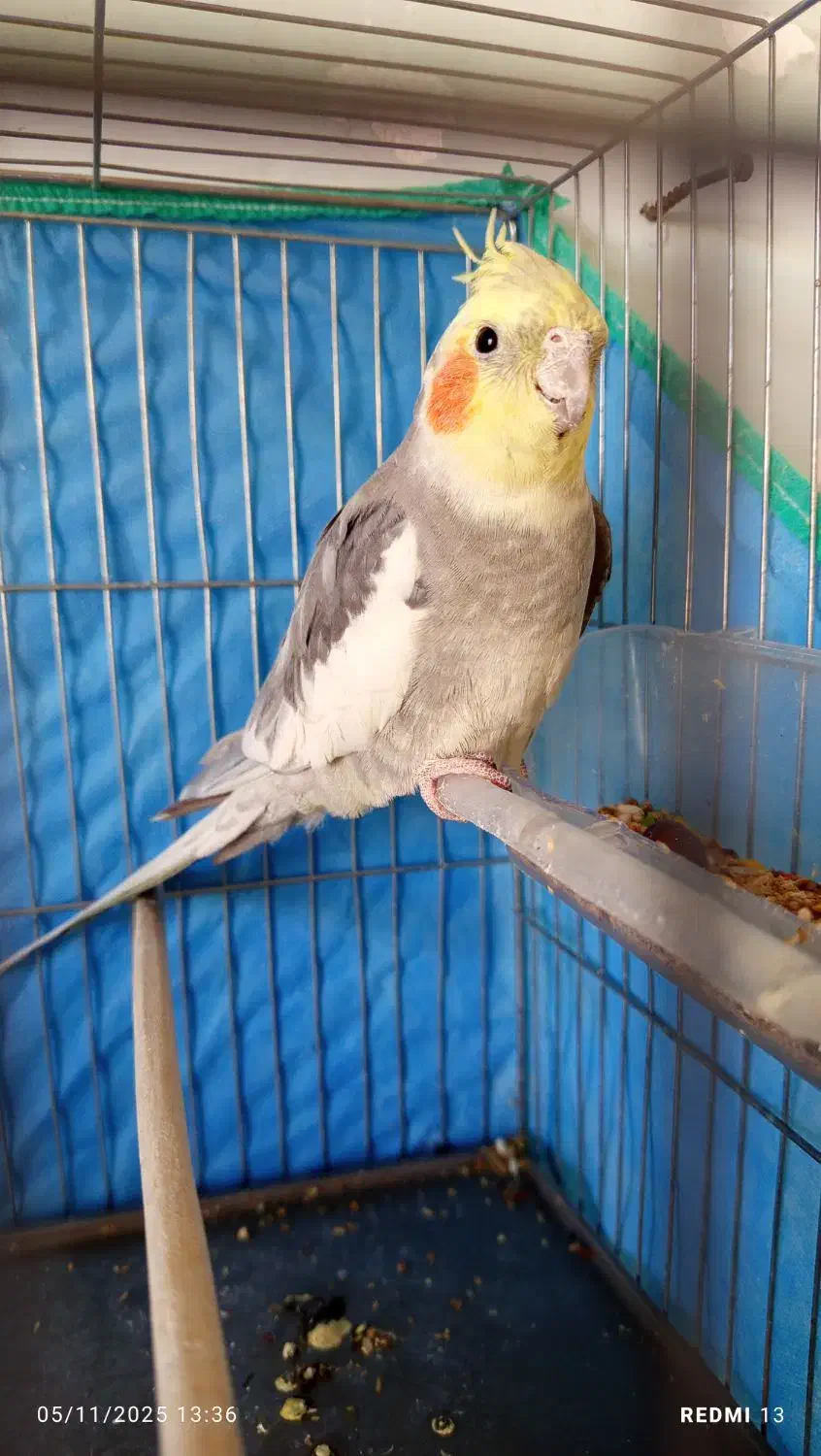 عروس هلندی|پرنده|الیگودرز, |دیوار