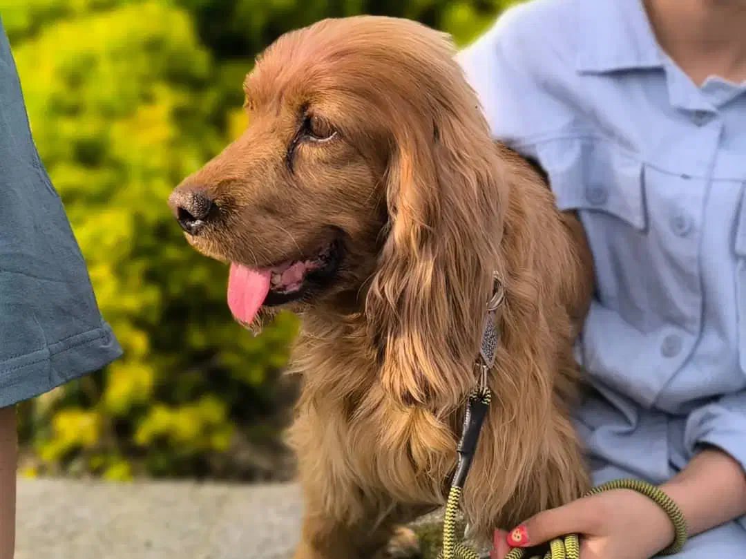 سگ نر و ماده کوکر اسپنیل|سگ|قزوین, |دیوار