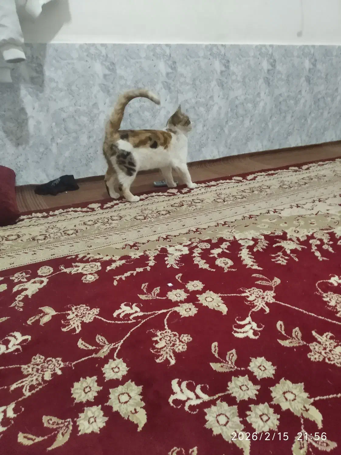 گربه|گربه|تایباد, |دیوار