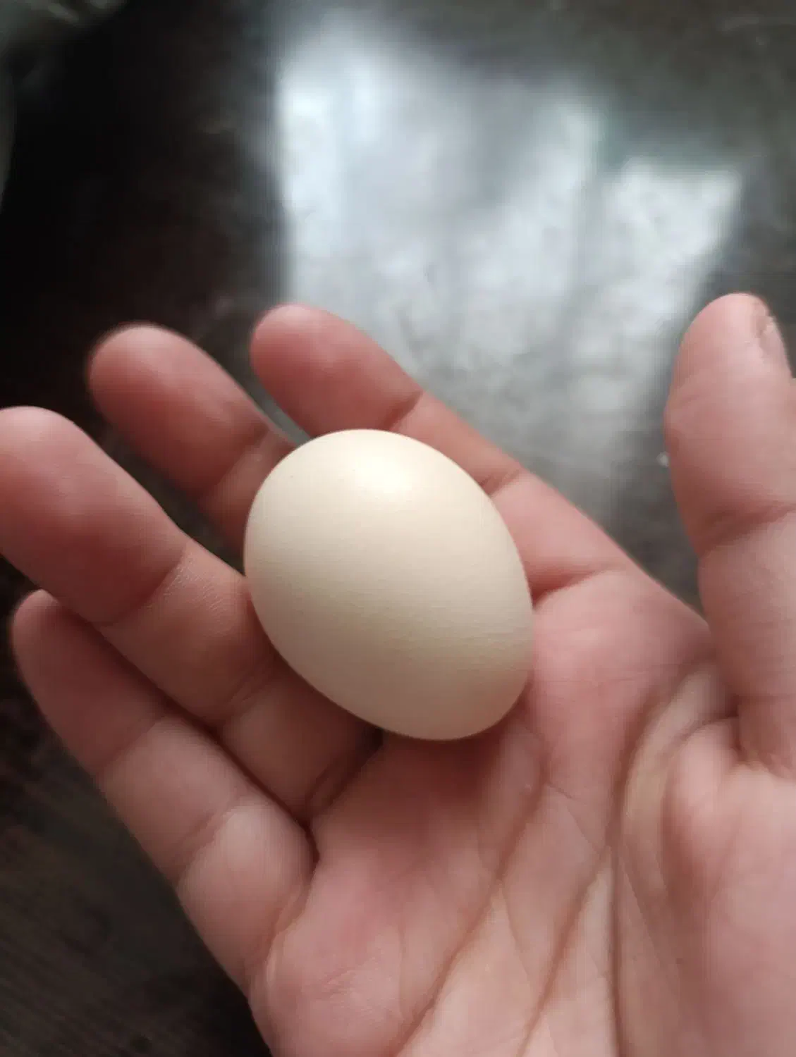 تخم‌مرغ مینیاتوری نطفه دار|حیوانات مزرعه|سبزوار, قصبه شرقی|دیوار
