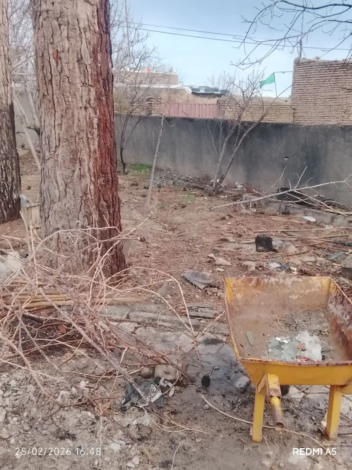 درخت کاج|گل و گیاه طبیعی|نیشابور, فردوس شمالی|دیوار