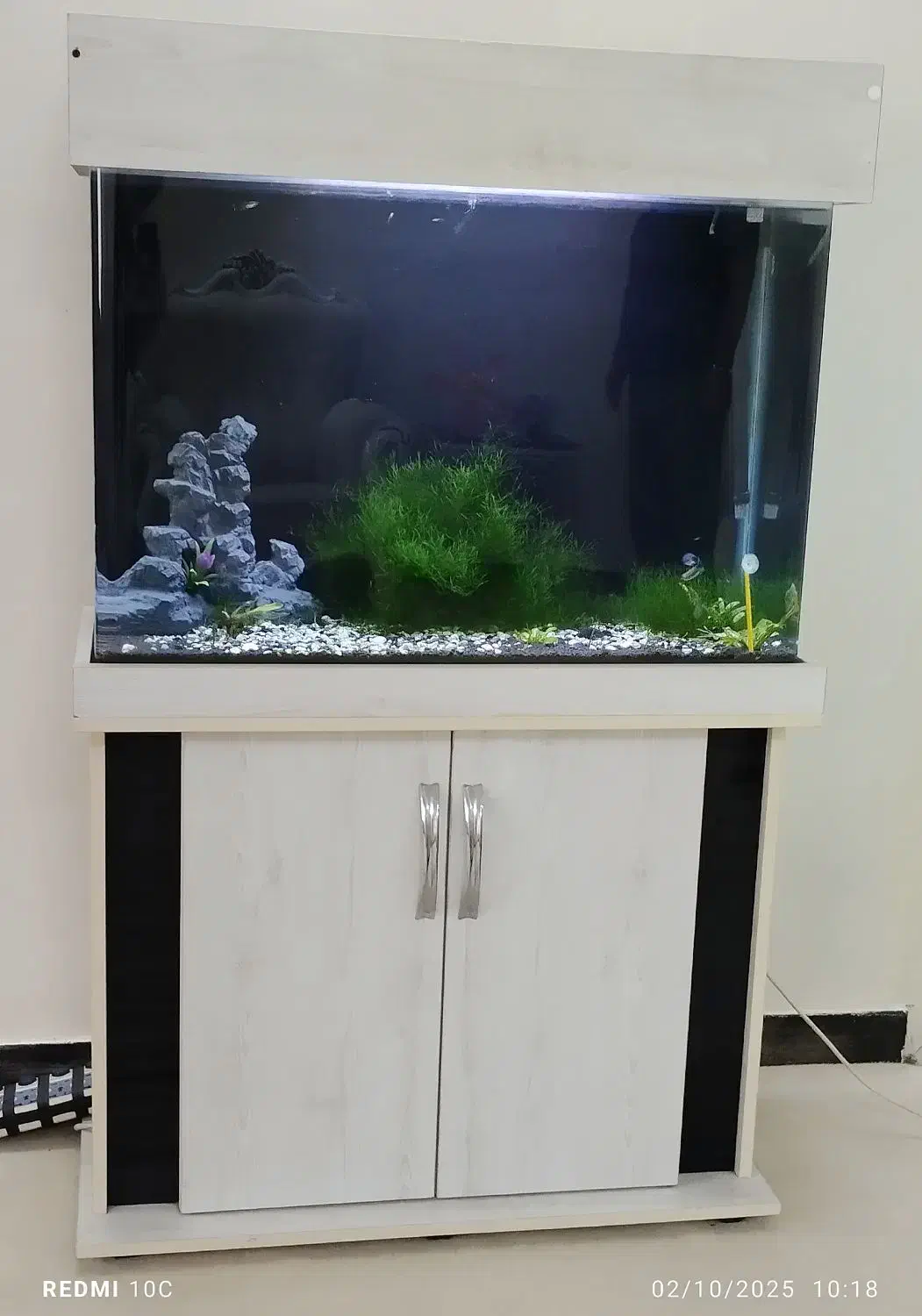 آکواریوم|ماهی|قرچک, داوود آباد|دیوار