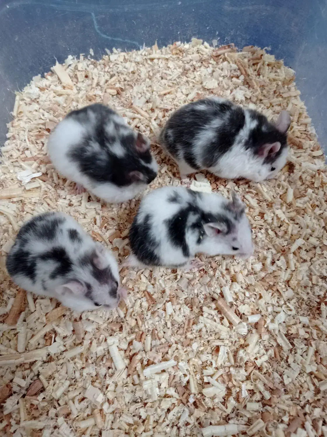 همستر|موش و خرگوش|قم, پردیسان|دیوار