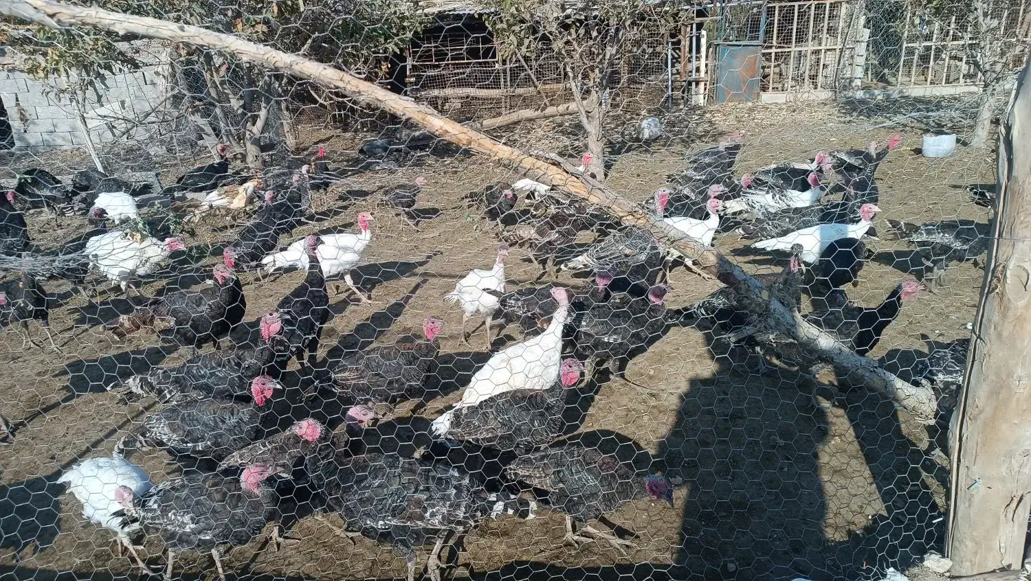 فروش بوقلمون|حیوانات مزرعه|مشگین شهر, |دیوار