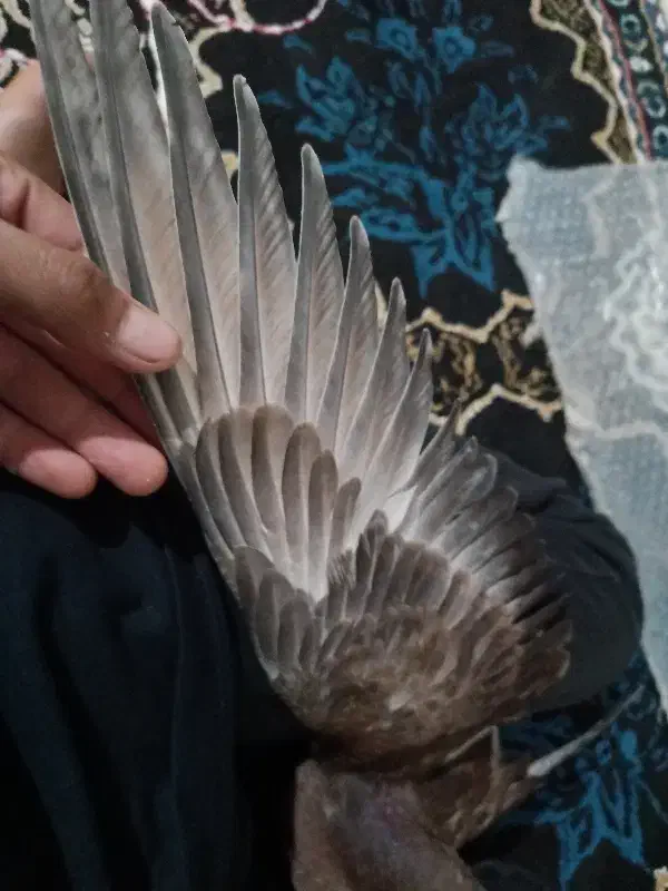 سلام|پرنده|بهمن صغاد, |دیوار