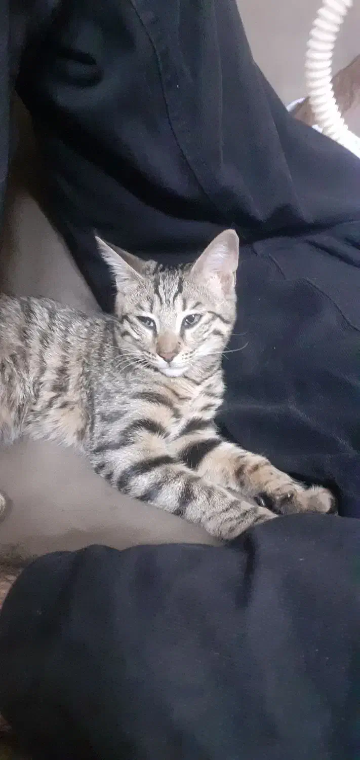 واگزاری گربه|گربه|تهران, اتابک|دیوار