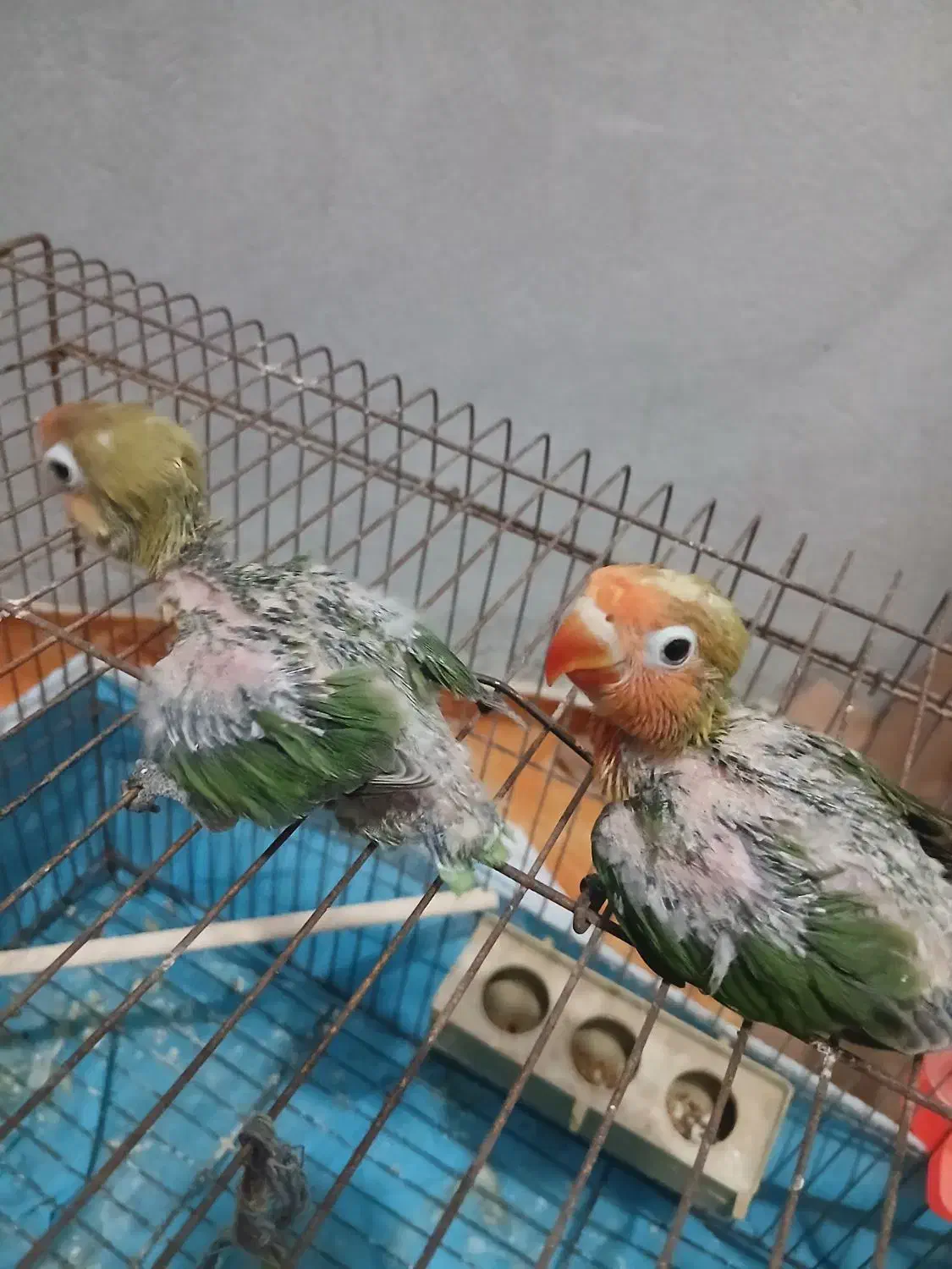 طوطی برزیلی سرلاکی|پرنده|بندر دیر, |دیوار