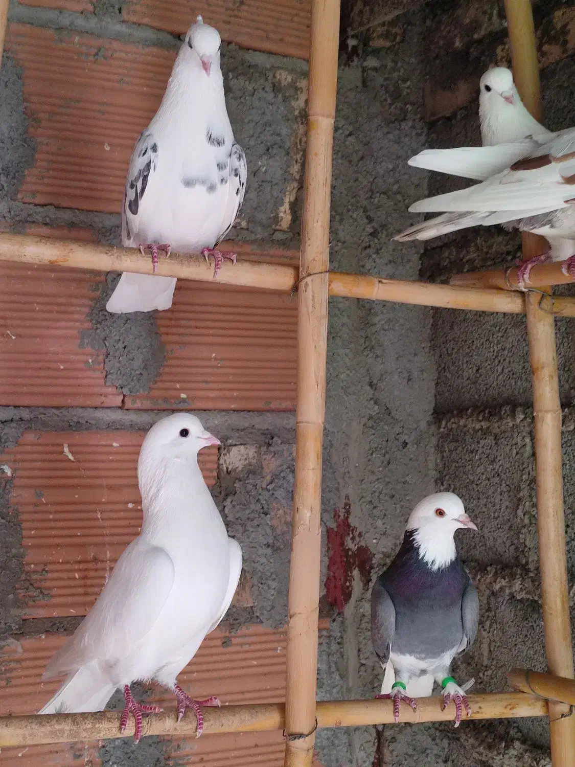 فروش کبوتر|پرنده|ساری, |دیوار