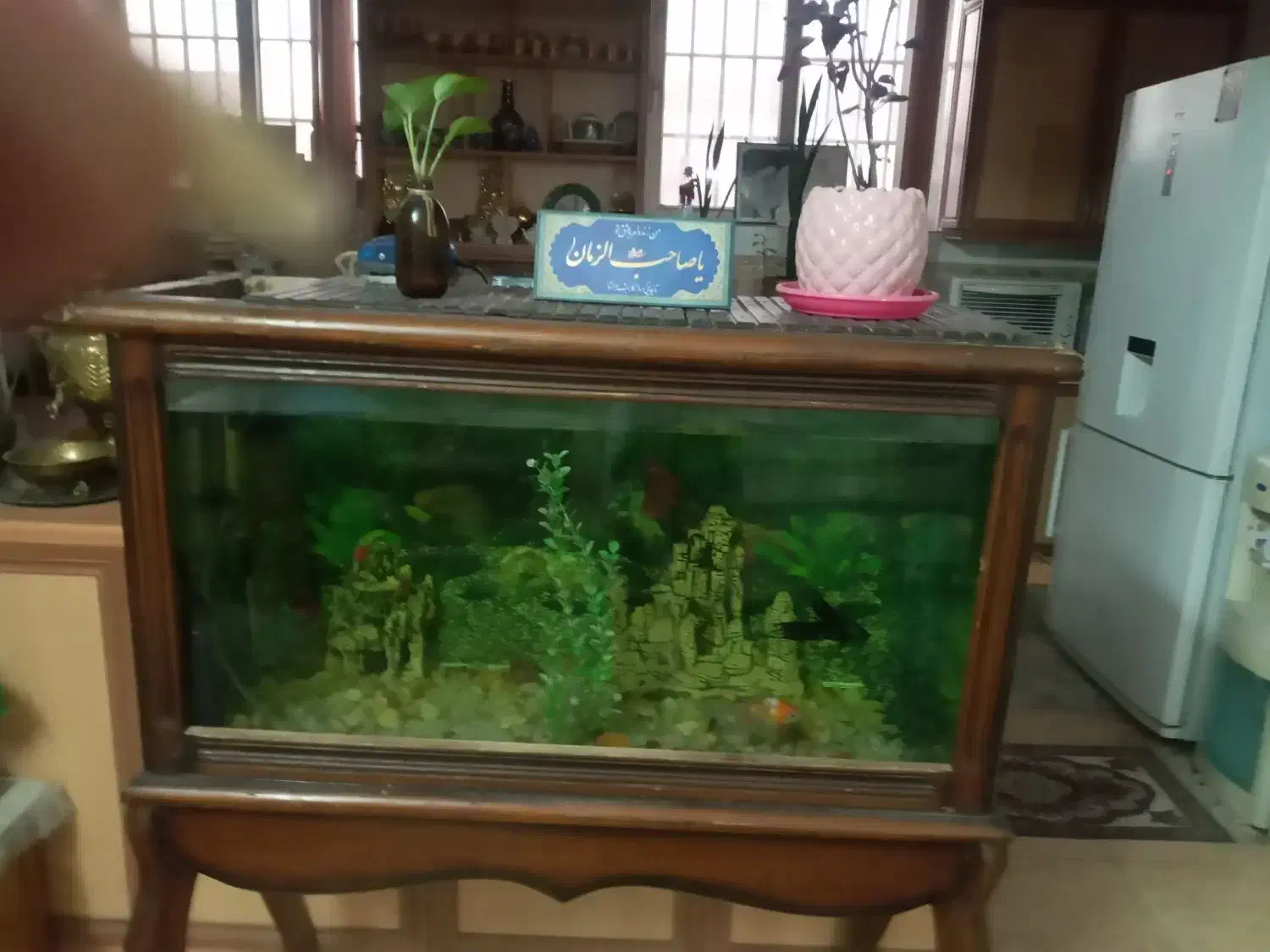 اکواریوم|ماهی|کاشان, درب باغ|دیوار