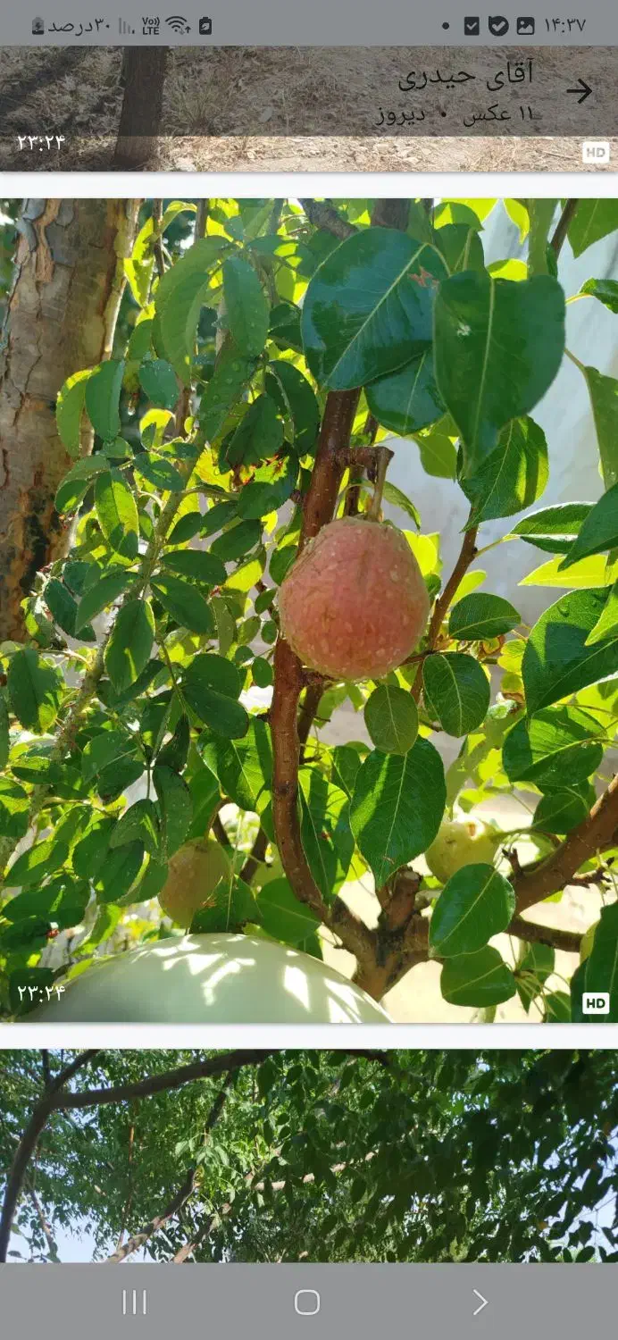 ویلا۱۱۰۰متری|فروش خانه و ویلا|تنکمان, |دیوار