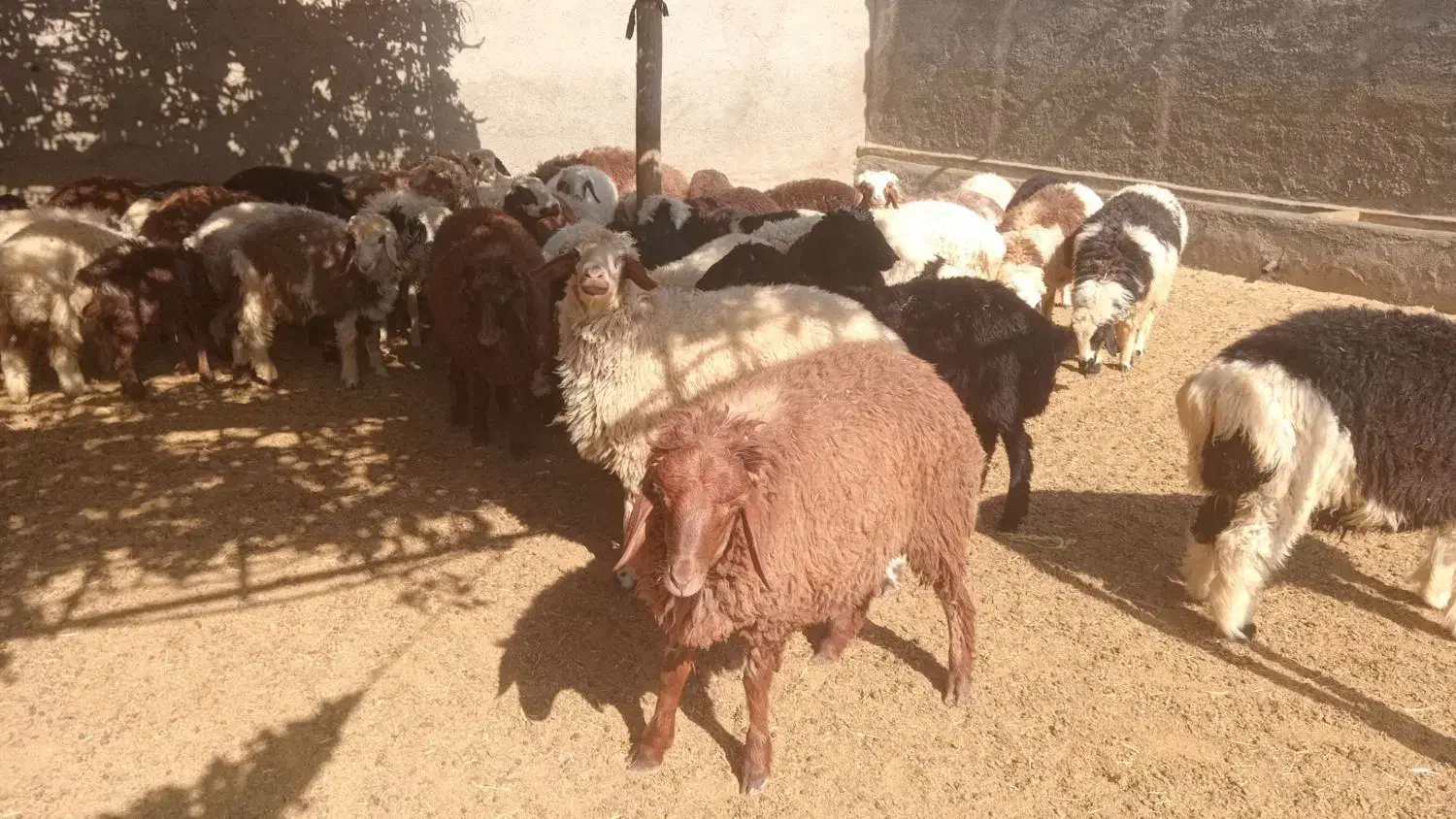 50 عدد بره|حیوانات مزرعه|شاهیوند, |دیوار