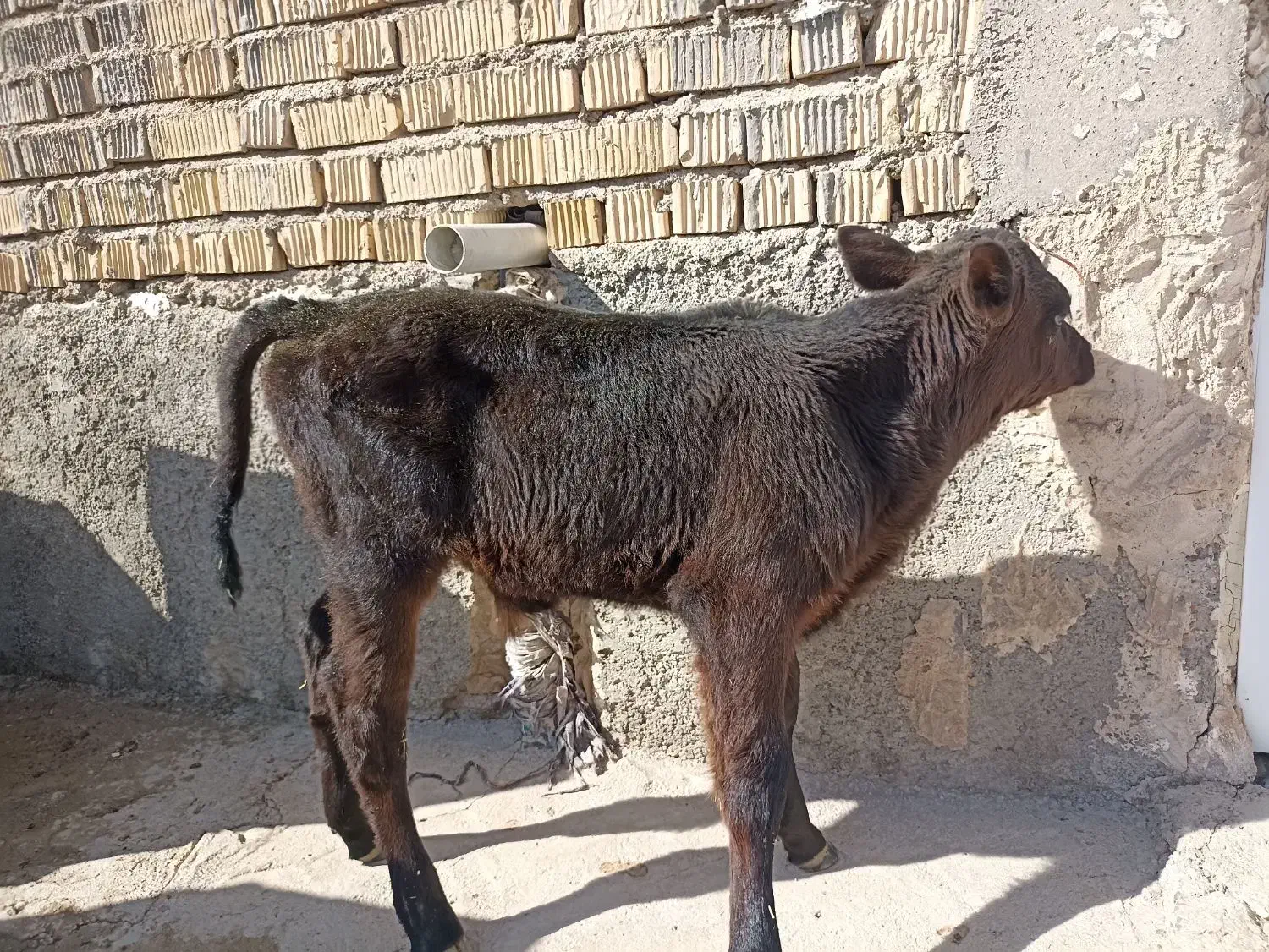 گوساله شیری|حیوانات مزرعه|کامفیروز, |دیوار