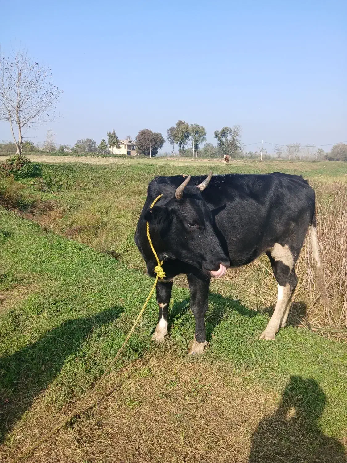 گاو ماده ۴ ماه بار دار به فروش میرسد|حیوانات مزرعه|سنگر, |دیوار