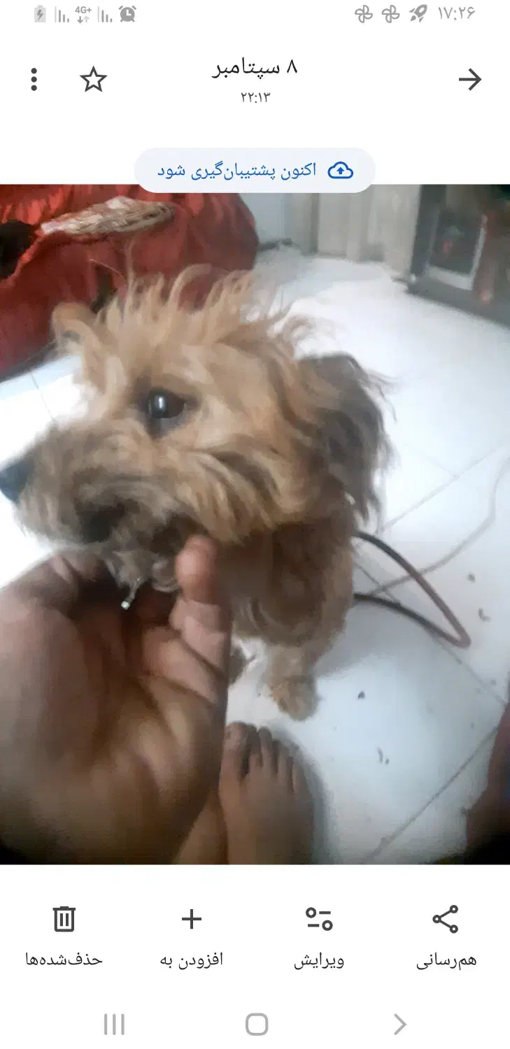 سگ زیبای شیتزو پودل|سگ|کرمانشاه, |دیوار