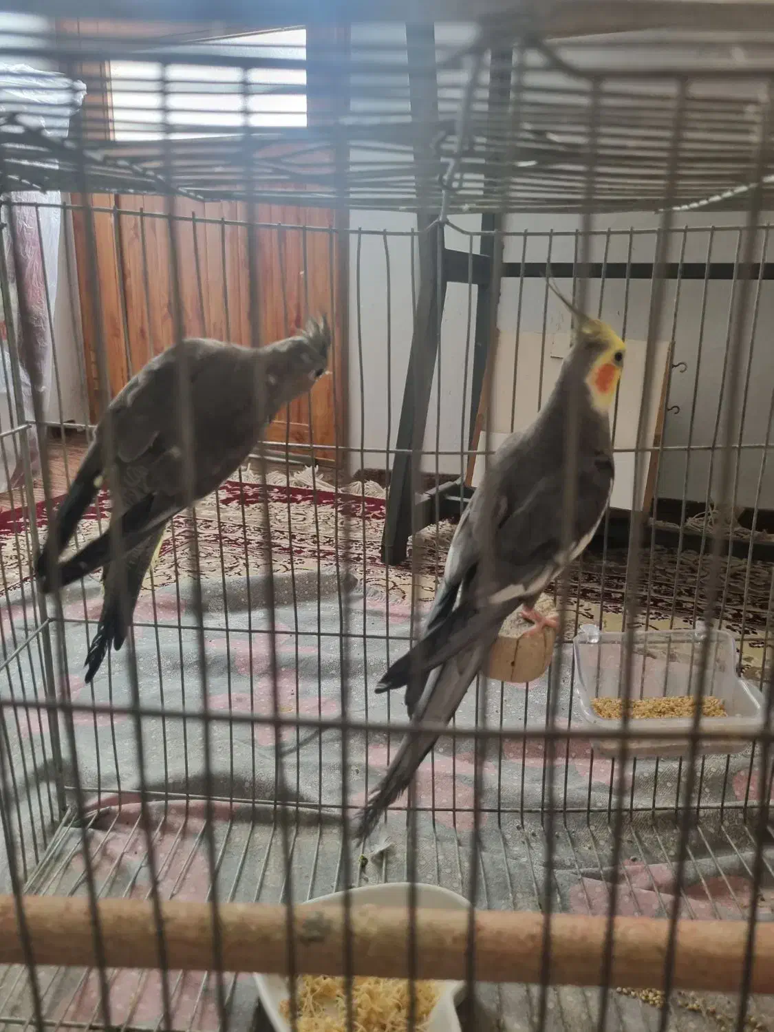 یک جفت عروس هلندی مولد|پرنده|محمودآباد, |دیوار