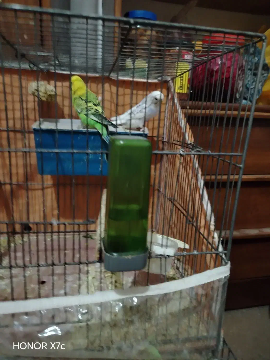 مرغ عشق|پرنده|شیراز, پودنک|دیوار