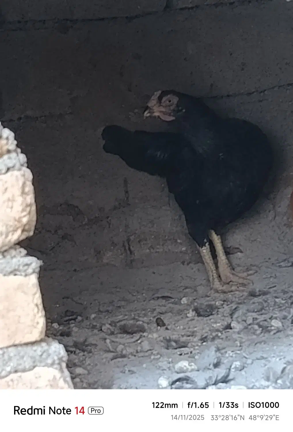 مرغ سالم|پرنده|خرمآباد, |دیوار