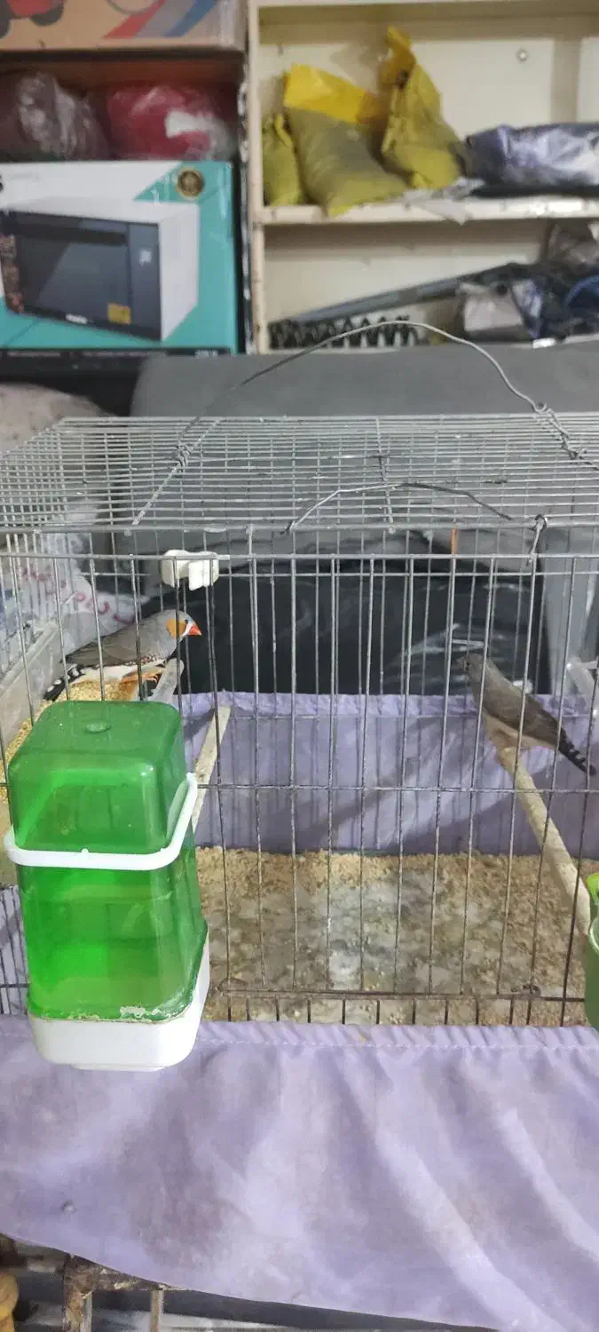 پرنده های مولد|پرنده|ری, ظهیرآباد|دیوار