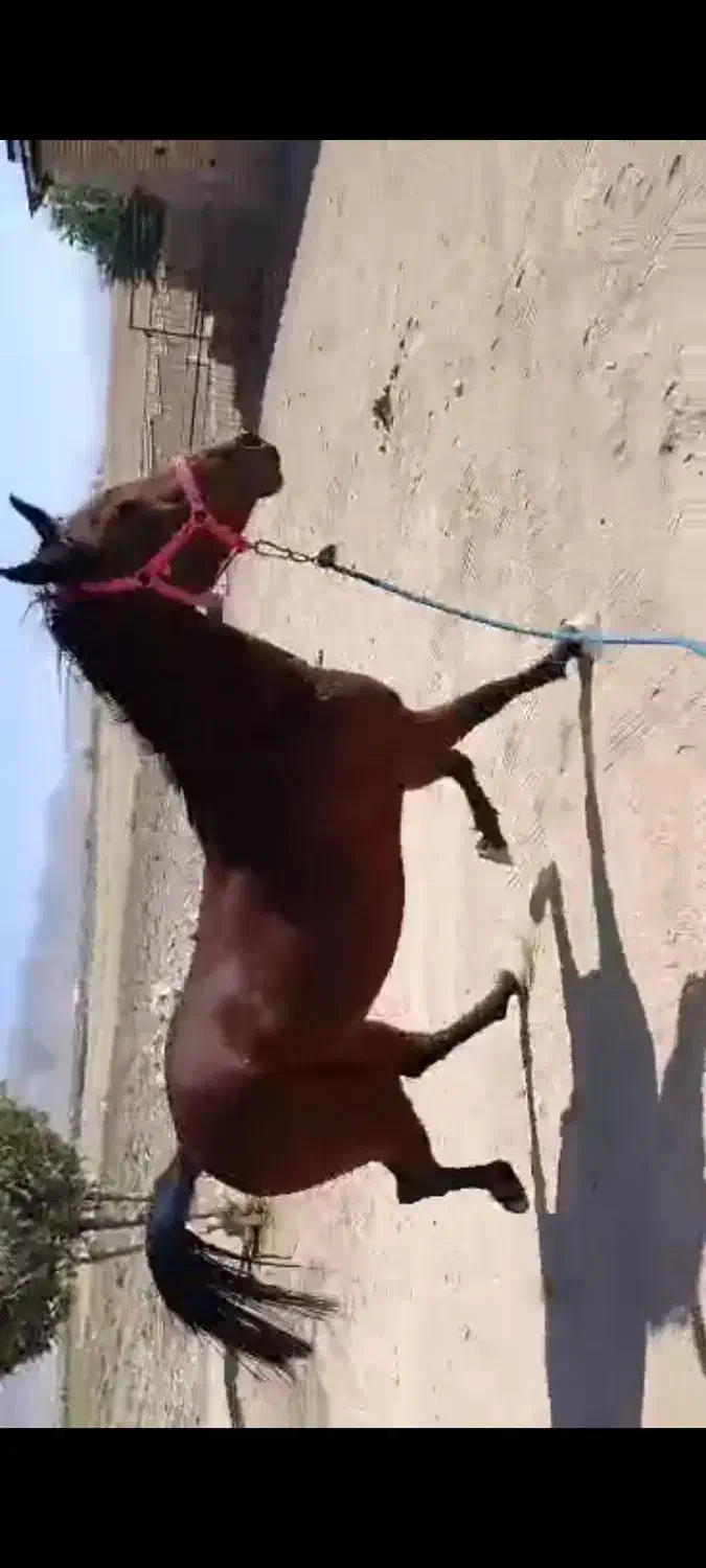 اسب|اسب و تجهیزات اسبسواری|همایجان, |دیوار