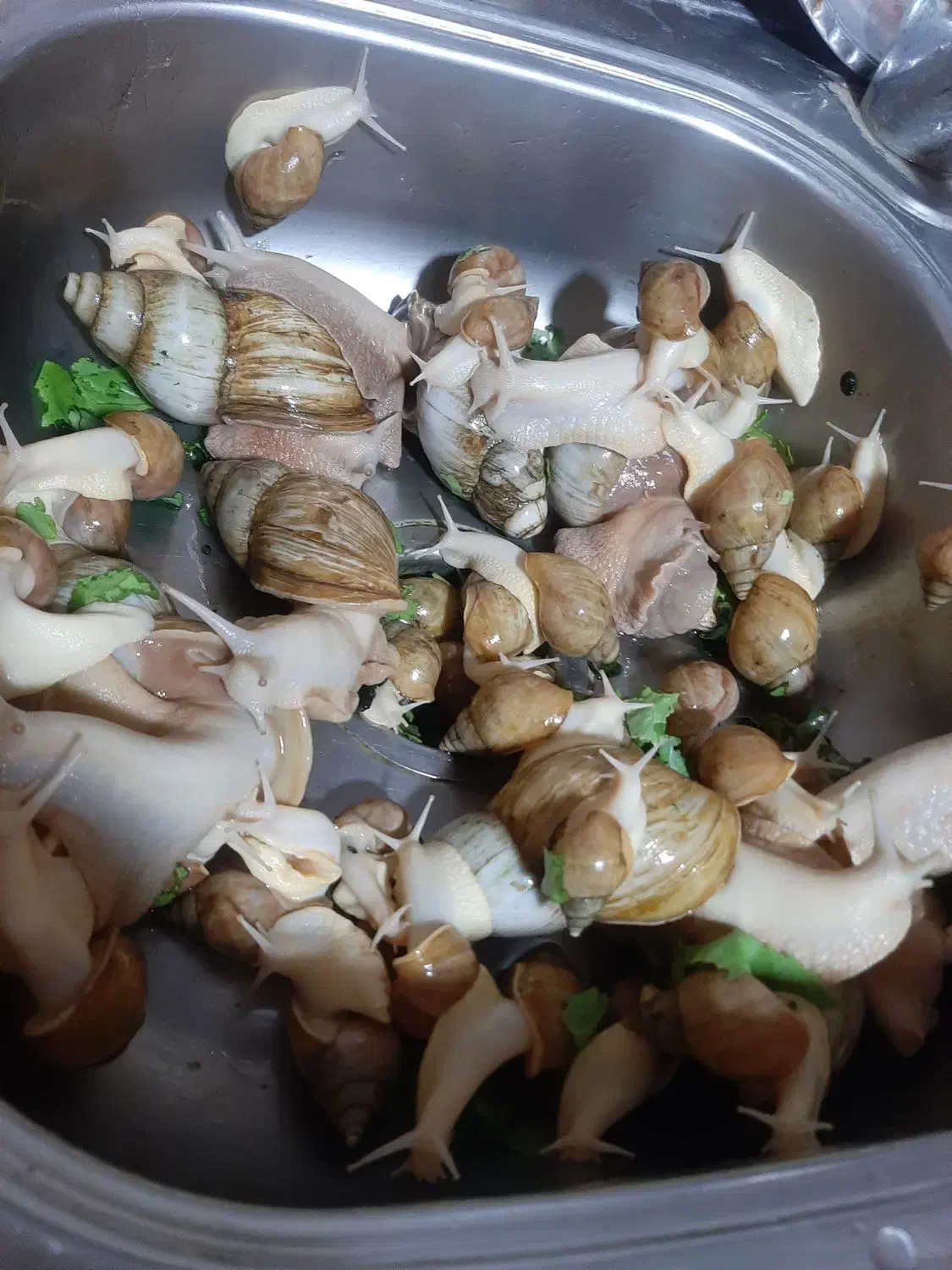 حلزون آلبینو|خزنده|شیراز, ده پیاله|دیوار