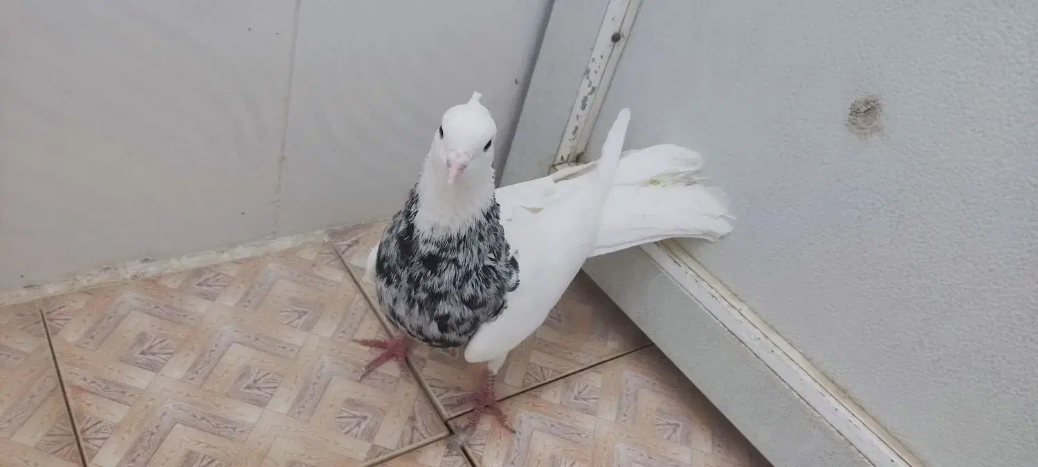 طوق شازده ای نر|پرنده|کازرون, |دیوار