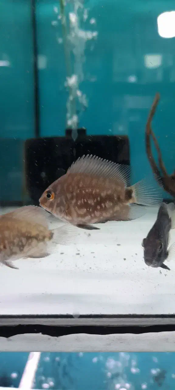 اکواریوم حرفه ای و ماهی خاص|ماهی|زابل, |دیوار