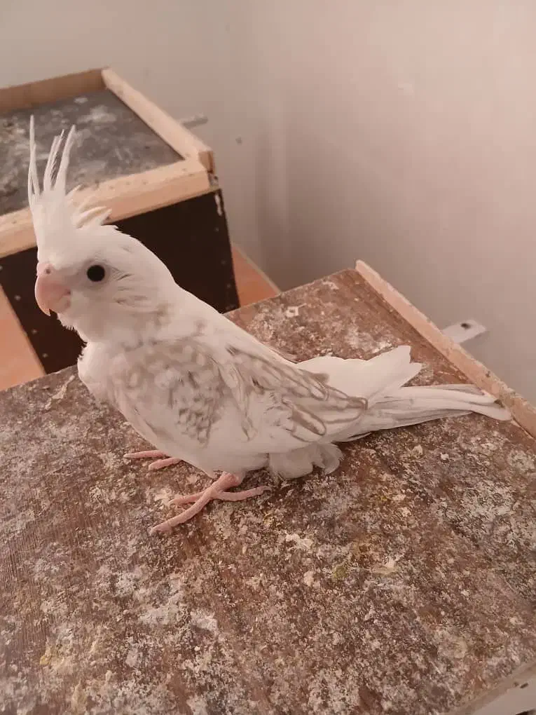 عروس هلندی پروانه‌ای و آلبینو|پرنده|داراب, |دیوار