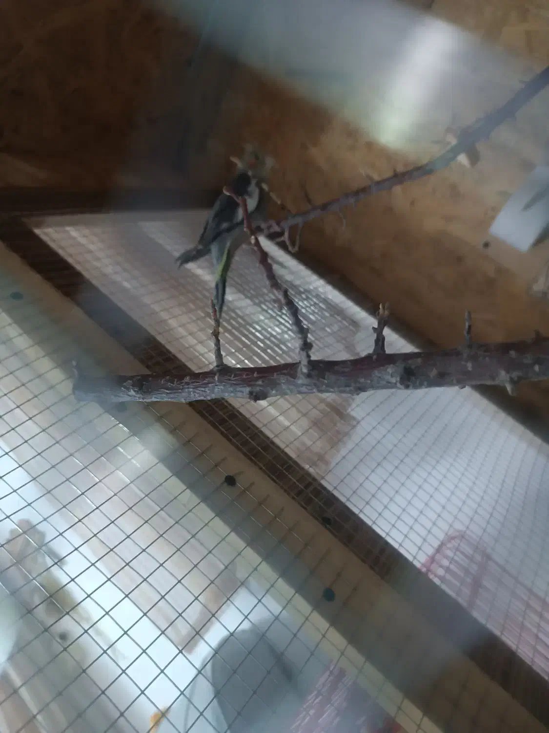 کوتوله و عروس|پرنده|ساوه, |دیوار