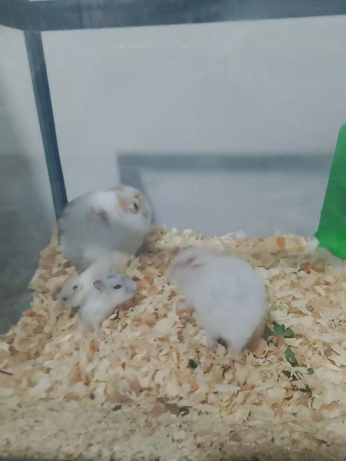 همستر|موش و خرگوش|شیراز, سلطان آباد|دیوار