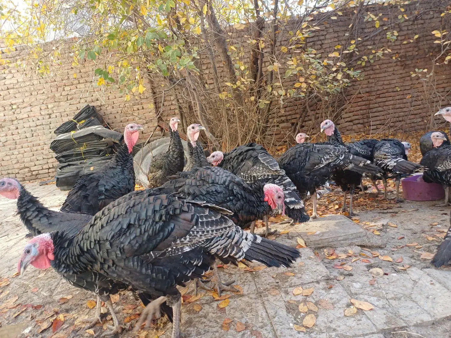 بوقلمون برنز  ۳۰۰۰۰۰ تومن|حیوانات مزرعه|اردبیل, |دیوار