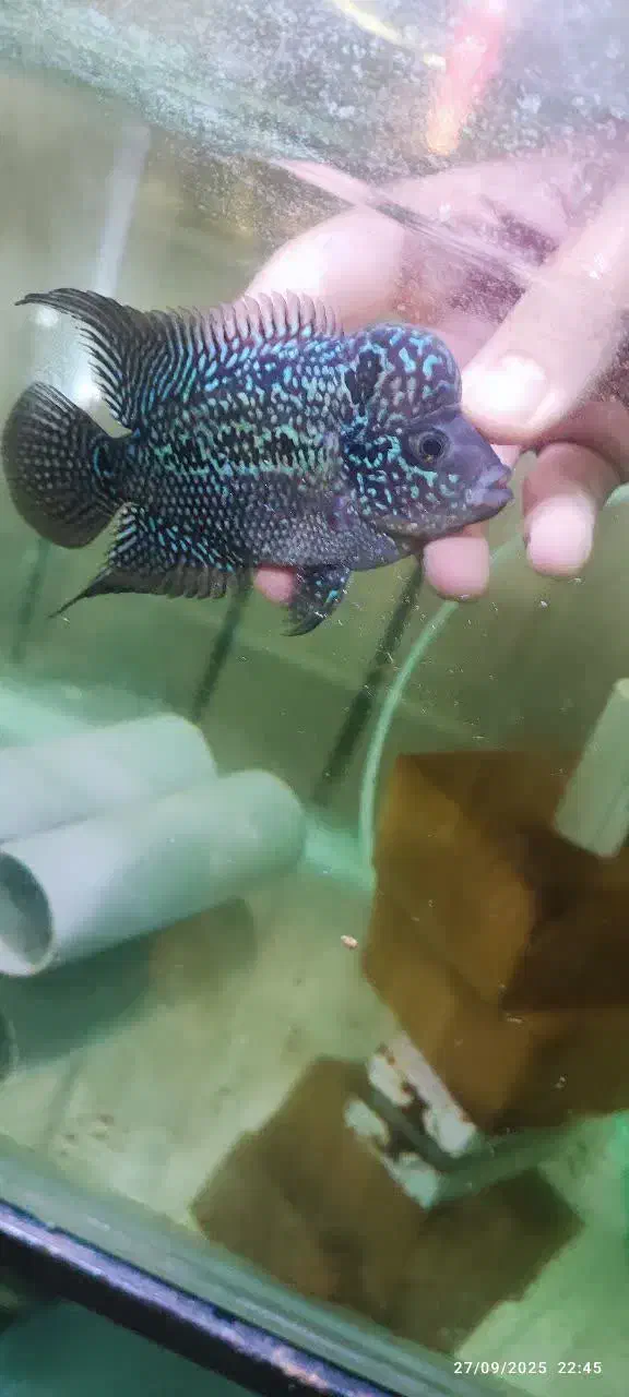 ماهی فلاور|ماهی|اصفهان, بهارستان|دیوار