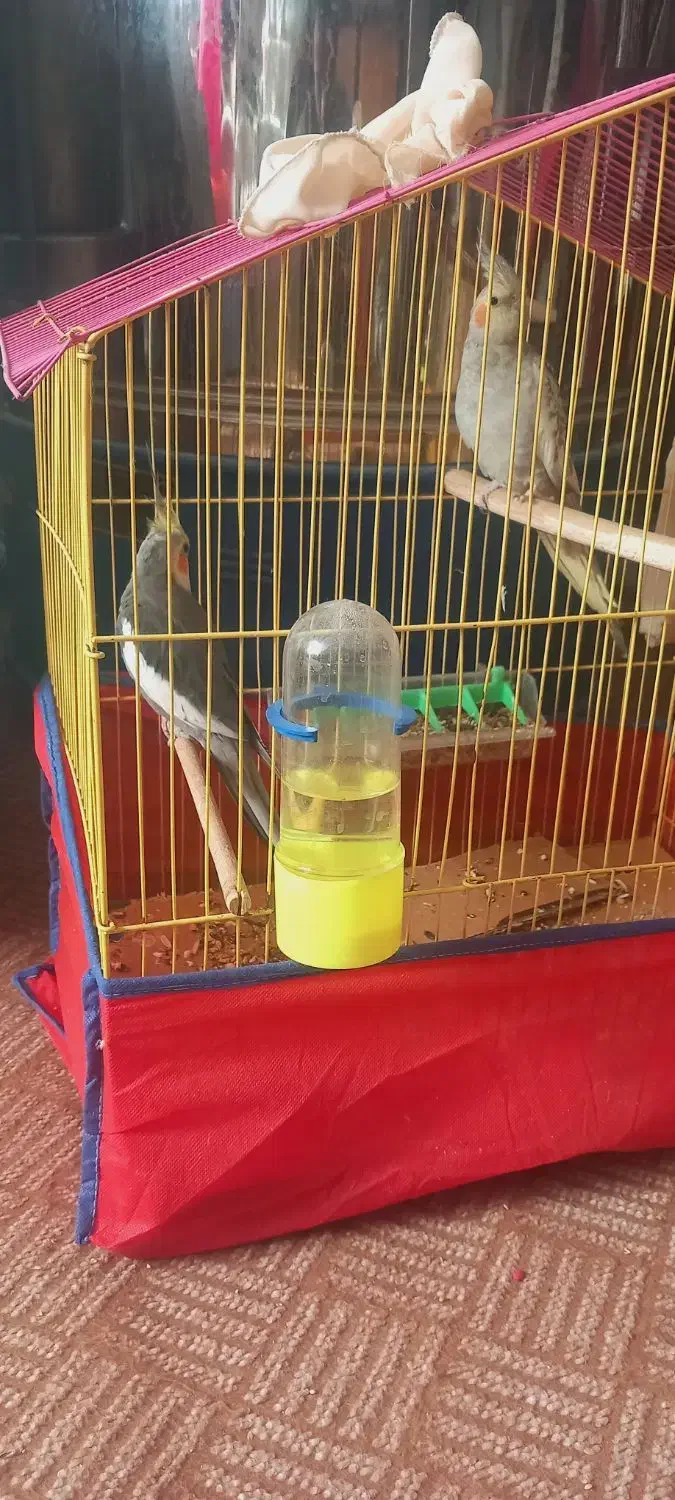 عروس هلندی|پرنده|شادگان, |دیوار