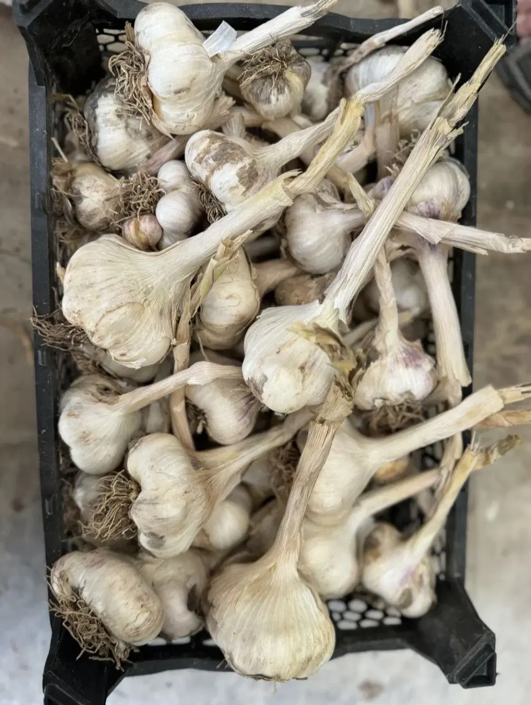 سیر|خوردنی و آشامیدنی|نورآباد, |دیوار