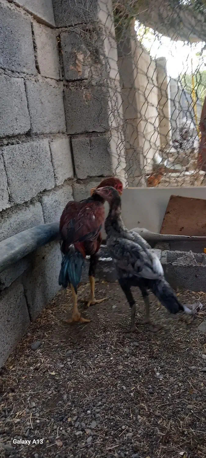 مرغ وخروس|حیوانات مزرعه|بیکاه, |دیوار