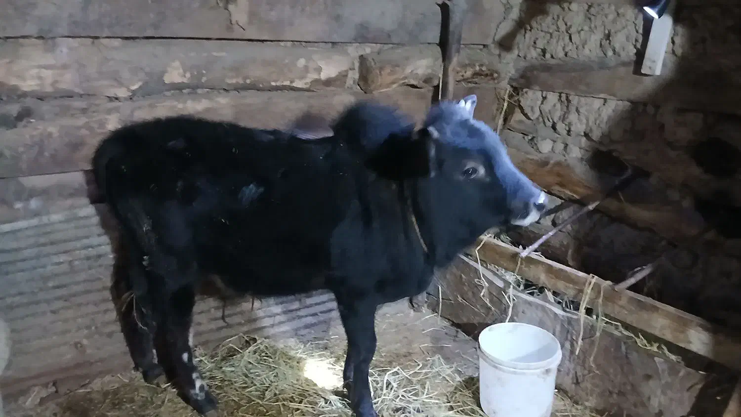 گوساله نر|حیوانات مزرعه|احمدسرگوراب, |دیوار