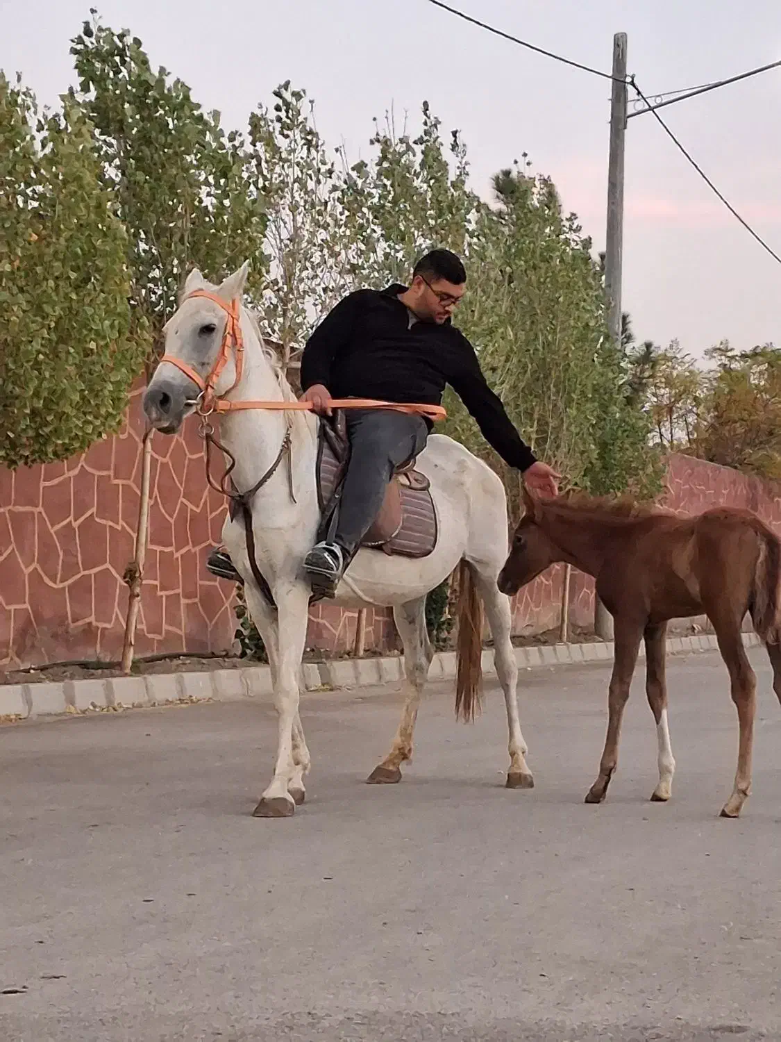 خرید فروش اسب اصیل ترکمن|اسب و تجهیزات اسبسواری|مشهد, میان ولایت|دیوار