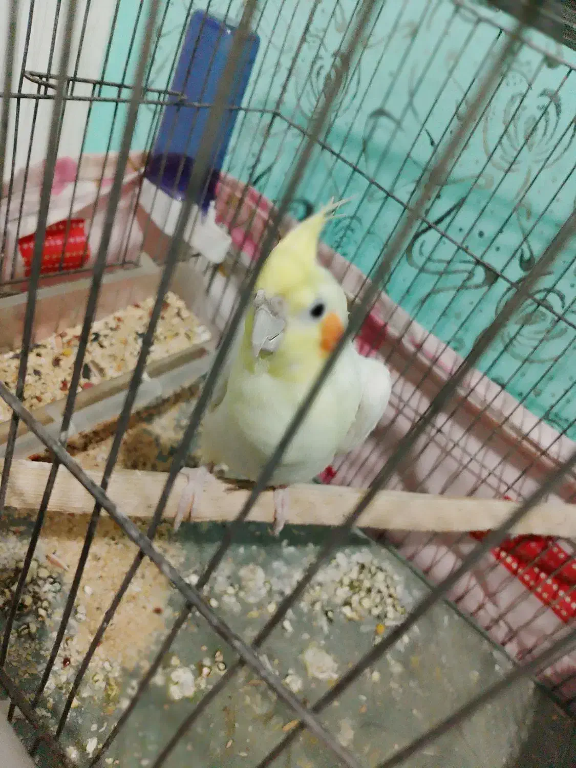 معاوضه ۳ تا عروس هلندی با قناری|پرنده|رشت, چله خانه|دیوار