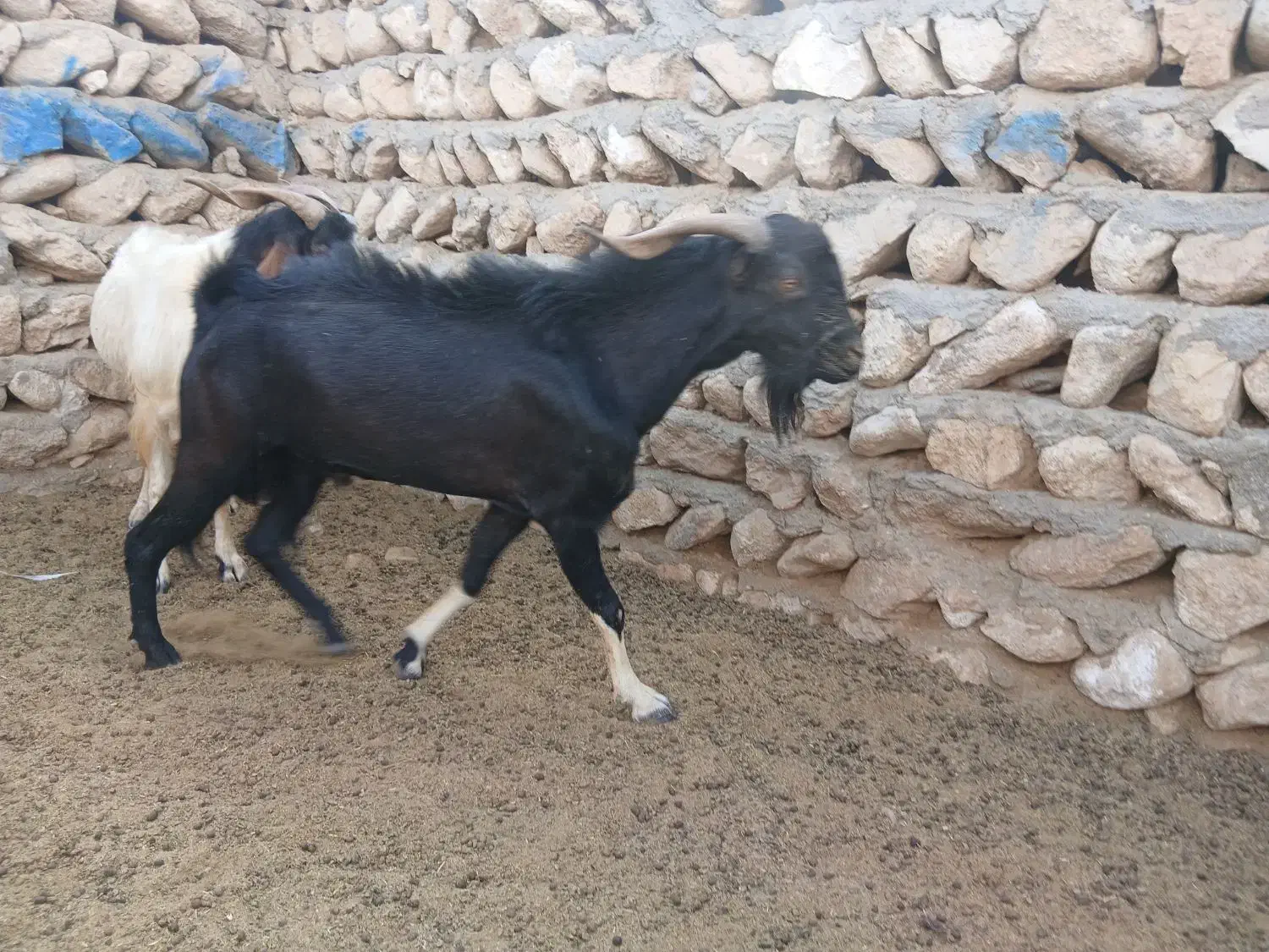 حیوانات مزرعه|حیوانات مزرعه|بندرعباس, |دیوار