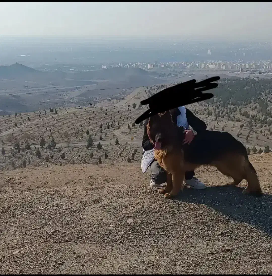 سگه ژرمن شولاین گمشده|حیوانات|تهران, مسعودیه|دیوار